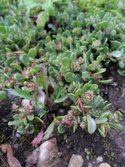 Atriplex myriophylla