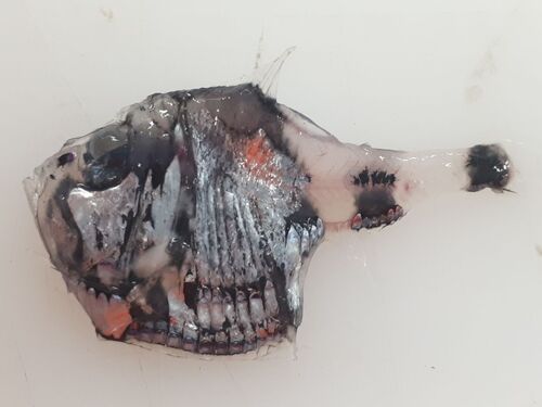 Argyropelecus hemigymnus observed 2026-05-03