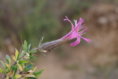 Barnadesia pycnophylla