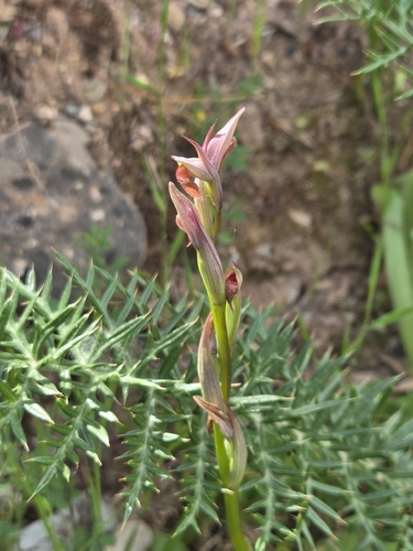 Lesser Tongue-orchid
