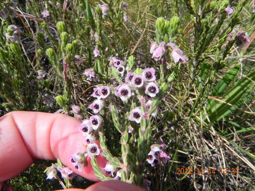 Image of Cold Heath (Erica algida) by no rights reserved