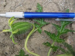 Caiophora chuquitensis