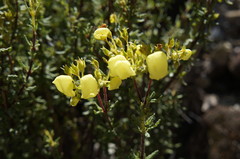 Calceolaria inamoena