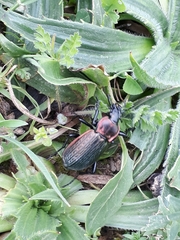 Carabus morbillosus