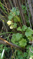Calceolaria lobata