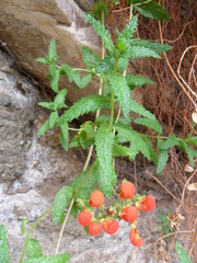 Calceolaria pisacomensis