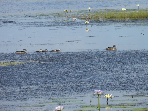 Green Pygmy Goose (Nettapus pulchellus), photo 10