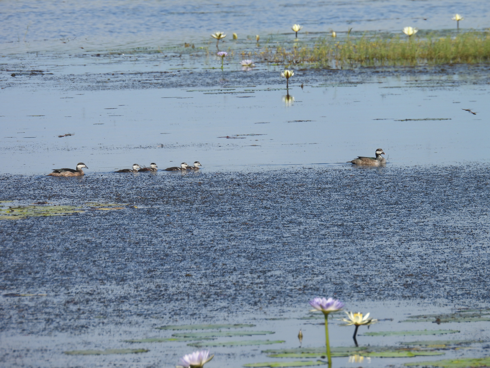 Green Pygmy Goose (Nettapus pulchellus), photo 5