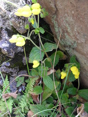 Calceolaria plectranthifolia