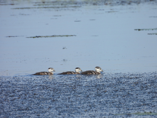 Green Pygmy Goose (Nettapus pulchellus), photo 9