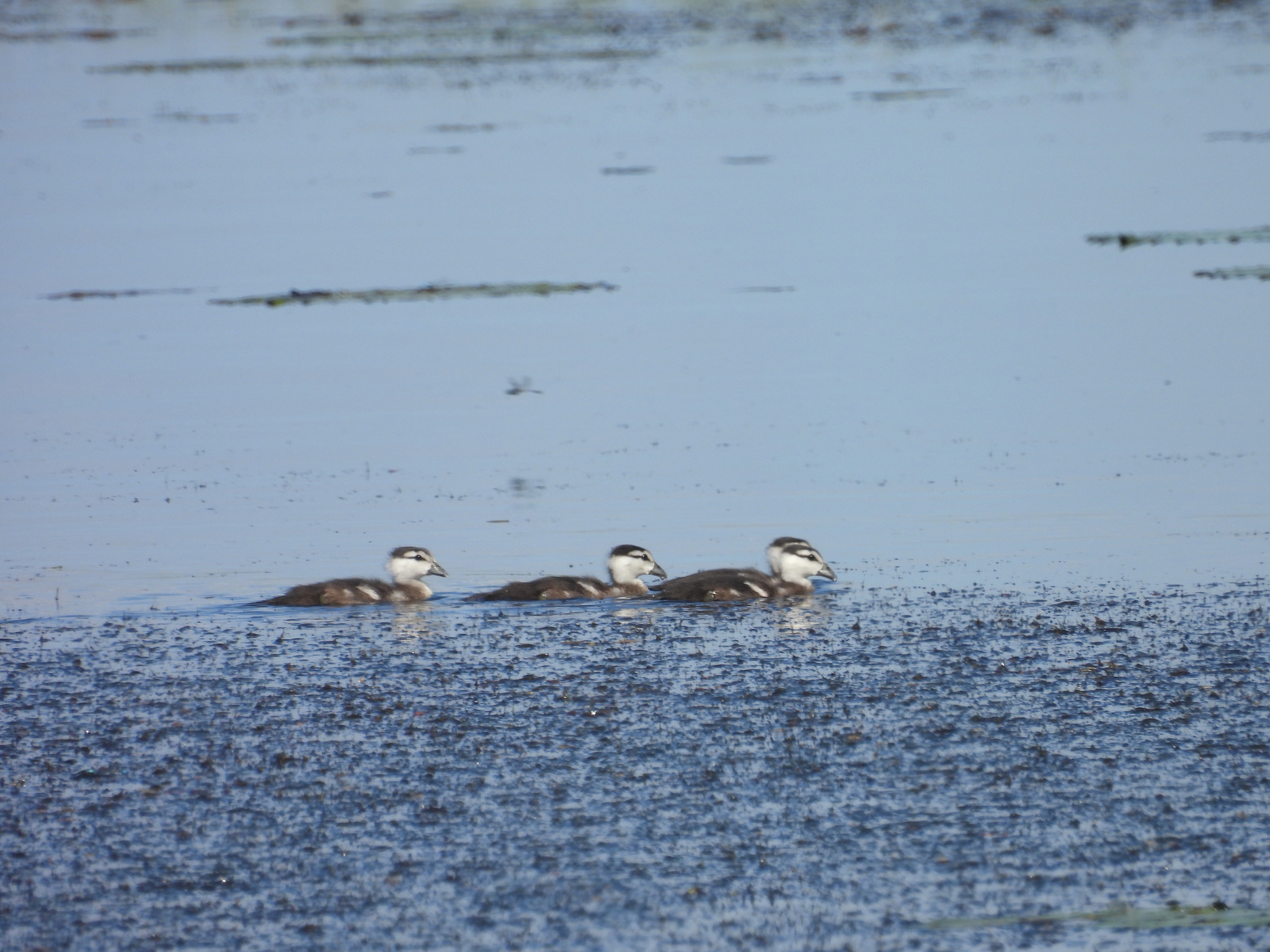 Green Pygmy Goose (Nettapus pulchellus), photo 4