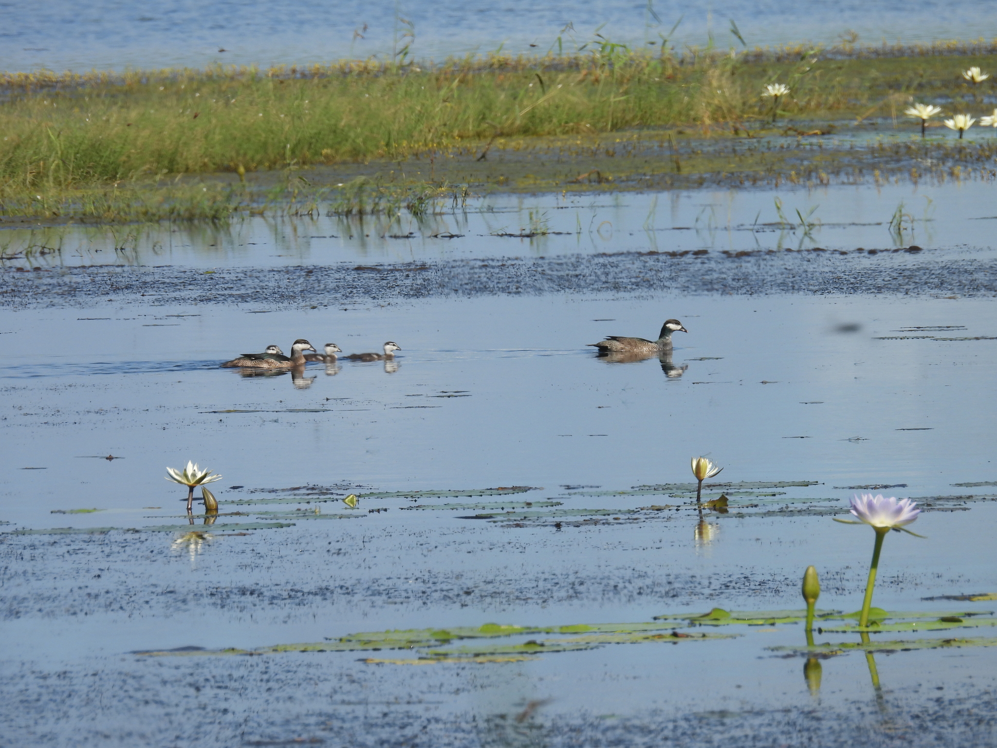 Green Pygmy Goose (Nettapus pulchellus), photo 3