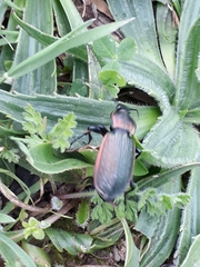 Carabus morbillosus