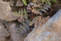 Cheilanthes arequipensis