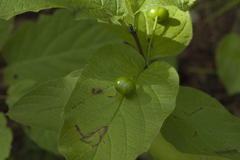 Lonicera glehnii
