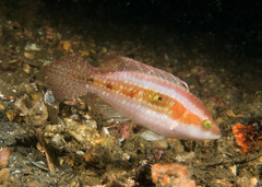 Oxycheilinus bimaculatus