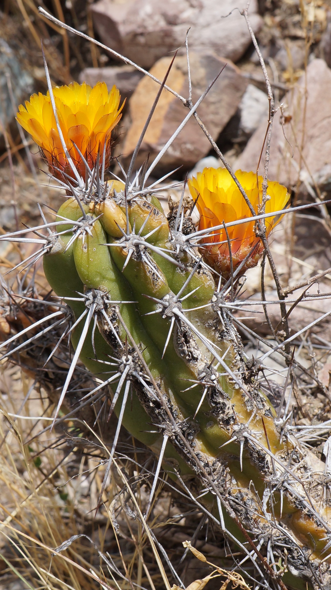 Corryocactus aureus