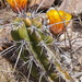 Corryocactus aureus - Photo (c) danplant, algunos derechos reservados (CC BY-NC), subido por danplant