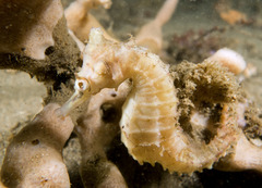 Hippocampus whitei