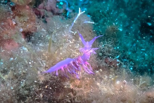 Flabellina affinis