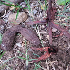 Hydnora abyssinica image