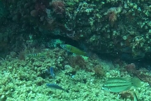 Thalassoma pavo