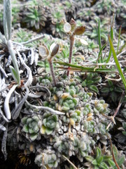 Draba macleanii