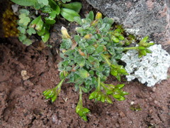 Draba soratensis