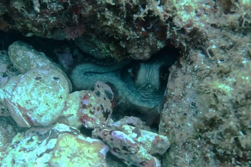 Octopus vulgaris