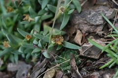 Corpuscularia lehmannii