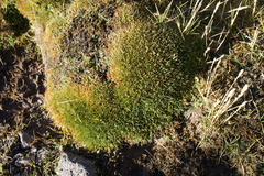 Oxychloe andina
