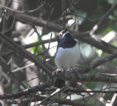 Platysteira peltata peltata