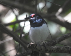 Platysteira peltata peltata
