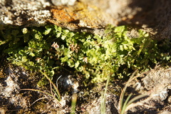 Asplenium peruvianum