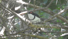 Platysteira peltata peltata