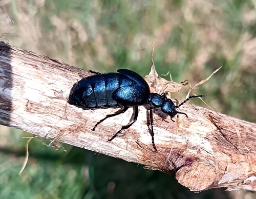 Violet Oil Beetle