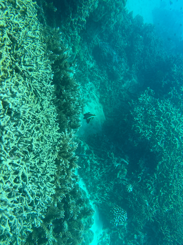 Heniochus varius