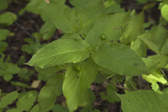 Lonicera glehnii