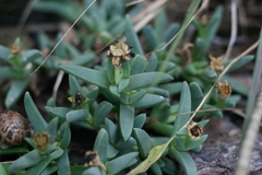 Corpuscularia lehmannii