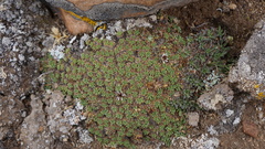 Erigeron rosulatus
