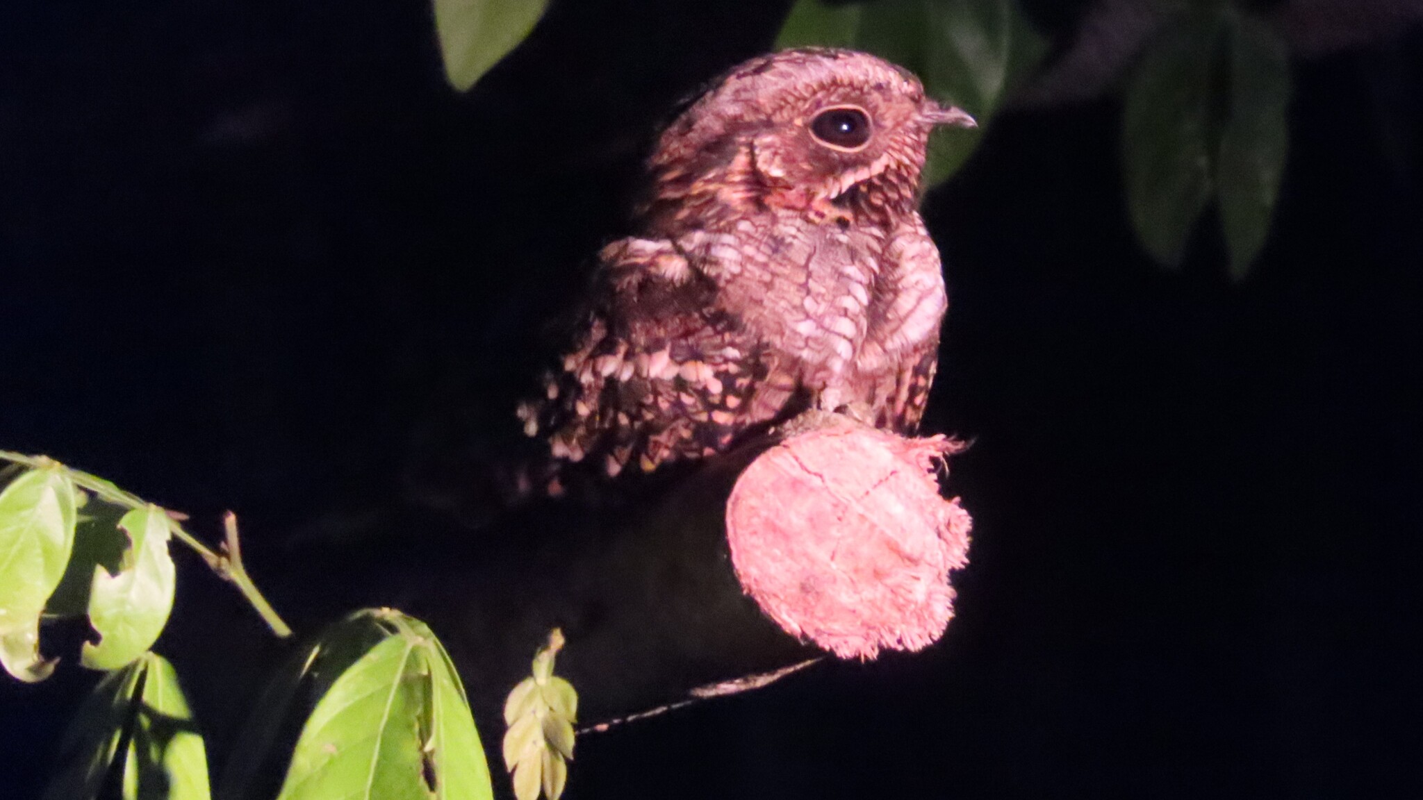 Little Nightjar (Setopagis parvula), photo 9