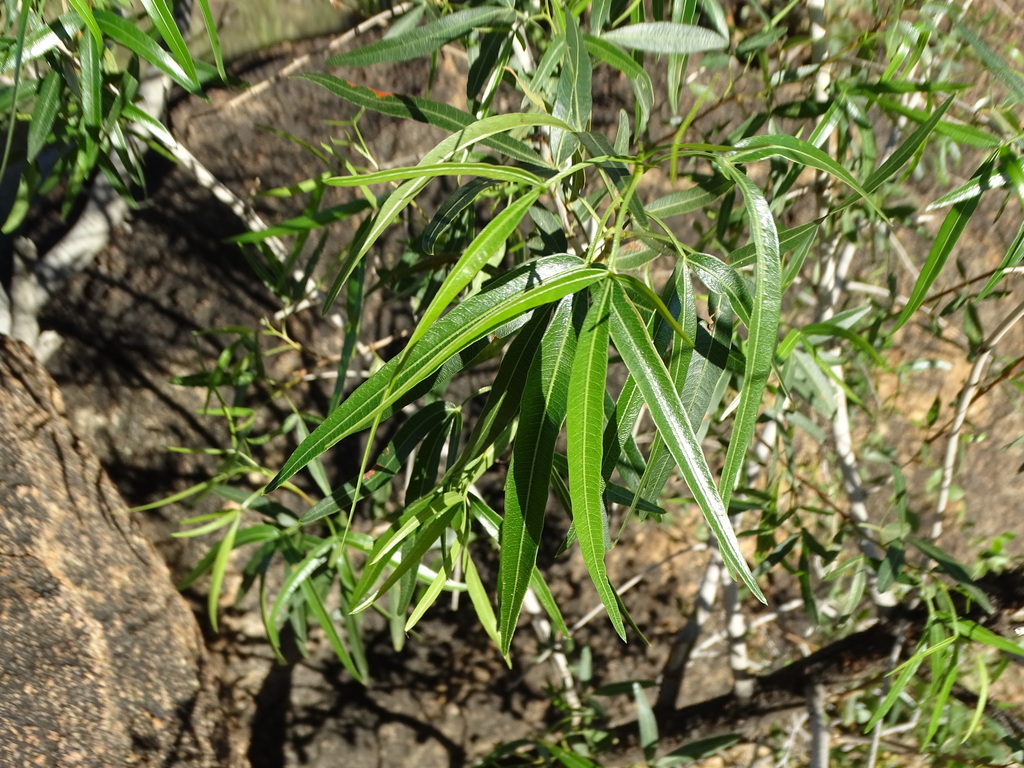 african sumac from Namibgrens, Khomas Region, Namibia on April 28, 2026 ...