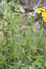 Exhalimolobos weddellii