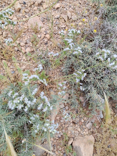 winged sea-lavender