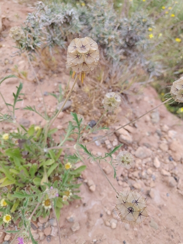 starflower pincushions