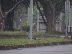 Phasianus colchicus formosanus