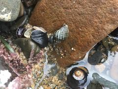 Acanthinucella