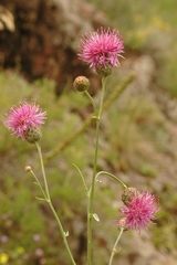 Centaurea scabiosa adpressa
