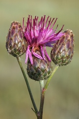Centaurea scabiosa apiculata