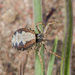 Psammitis minor - Photo (c) Анатолий Озерной /Anatoly Ozernoy, some rights reserved (CC BY-SA), uploaded by Анатолий Озерной /Anatoly Ozernoy